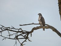Buse augure - Buteo augur