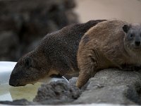 Daman des rochers - Procavia capensis