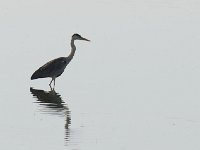 Héron mélanocéphale - Ardea melanocephala