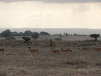 Impala - Aepyceros melampus