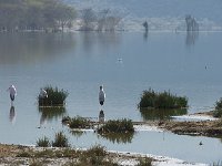 Tantale ibis - Mycteria ibis