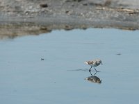 DSC0460 Bécasseau minute - Calidris minuta
