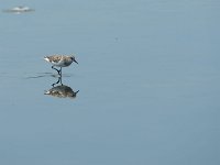 DSC0462 Bécasseau minute - Calidris minuta