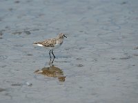 DSC0463 Bécasseau minute - Calidris minuta