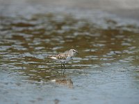 DSC0464 Bécasseau minute - Calidris minuta