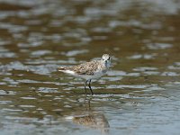 DSC0465 Bécasseau minute - Calidris minuta