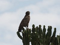 Circaète brun - Circaetus cinereus