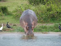 DSC0774 Hippopotame amphibie - Hippopotamus amphibius