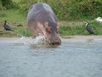 DSC0775 Hippopotame amphibie - Hippopotamus amphibius