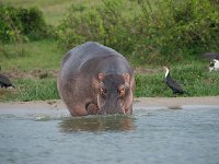 DSC0776 Hippopotame amphibie - Hippopotamus amphibius
