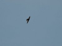 Martinet des maisons - Apus affinis