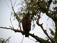 Aigle Huppard - Lophaetus occipitalis