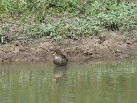 Canard à bec jaune - Anas undulata