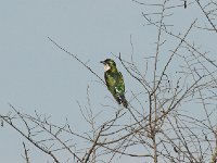 Coucou didric - Chrysococcyx caprius