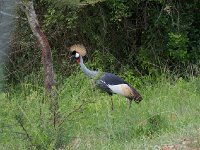 Grue royale - Balearica regulorum