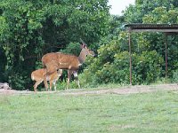 Guib harnaché - Tragelaphus scriptus