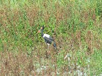 Jabiru d'Afrique - Ephippiorhynchus senegalensis