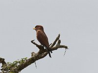 Rolle violet - Eurystomus glaucurus