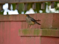 Merle africain - Turdus pelios