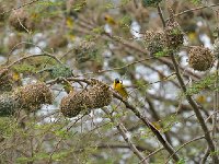Tisserin gendarme - Ploceus cucullatus