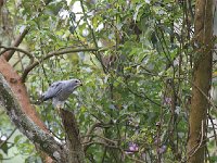 Autour unibande - Kaupifalco monogrammicus