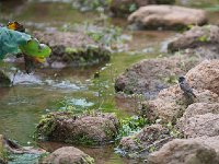 Capucin nonnette - Lonchura cucullata