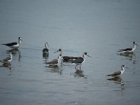 Echasse blanche - Himantopus himantopus