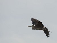 Héron cendré - Ardea cinerea