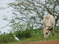 Héron Garde-boeufs - Bubulcus ibis